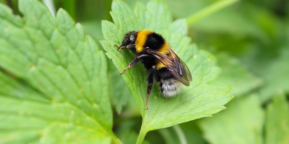 Difference between bees and bumblebees