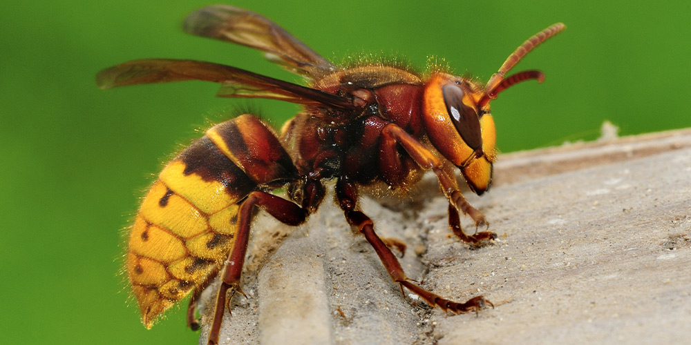 Difference between bees and hornets