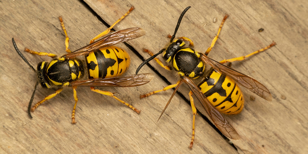 Difference between bees and wasps