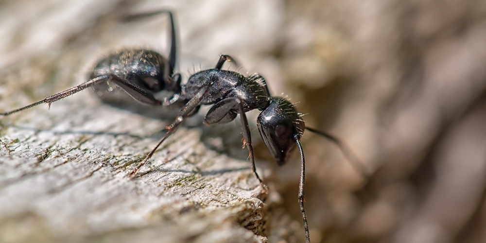 Wilson-fourmis-charpentieres