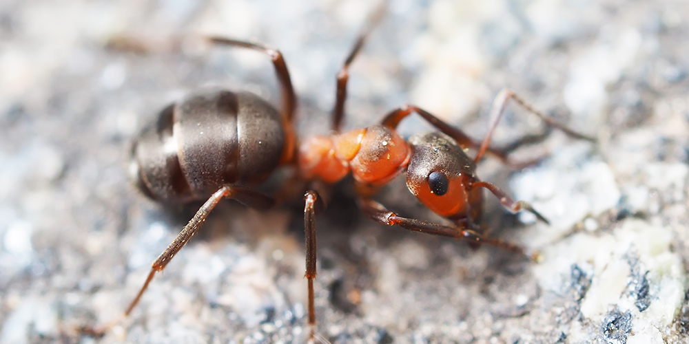 Wilson-fourmis-des-paves