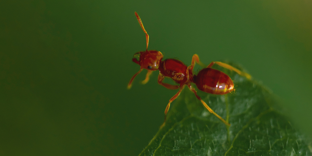 Fourmis dans la maison : comment s'en débarrasser définitivement