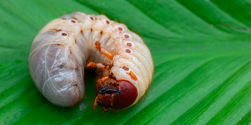 How to get rid of japanese beetles