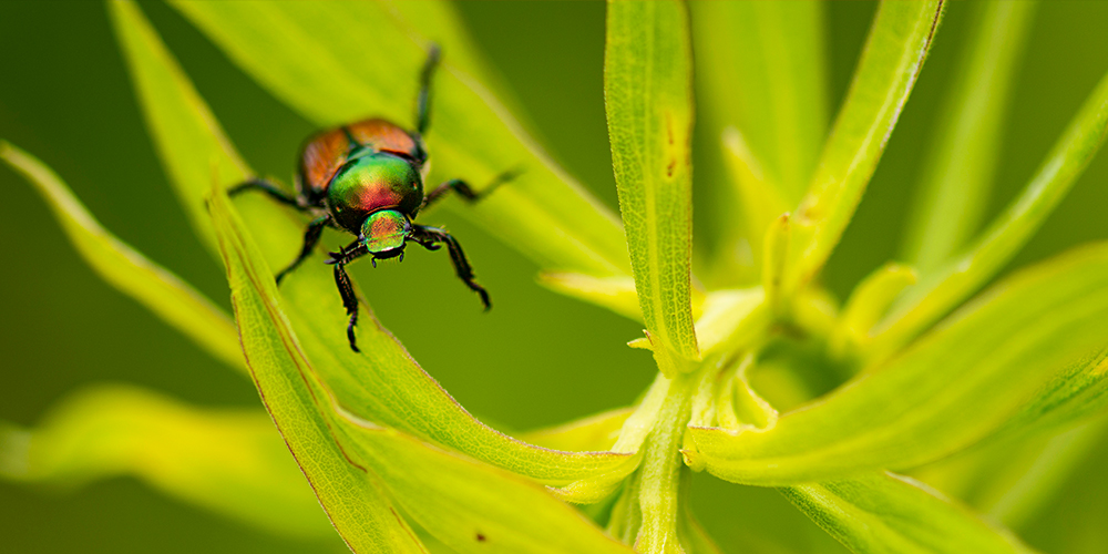 Tout sur le scarabée japonais