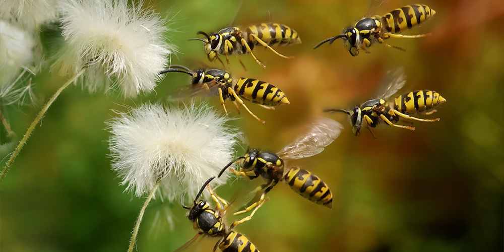 wilson-tout-sur-les-guepes