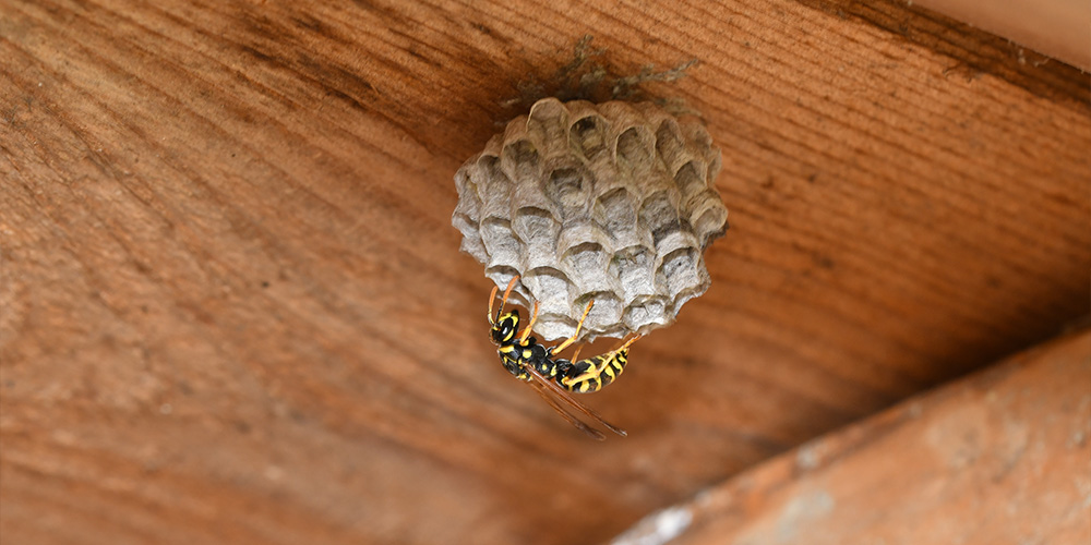 wilson-tout-sur-les-guepes