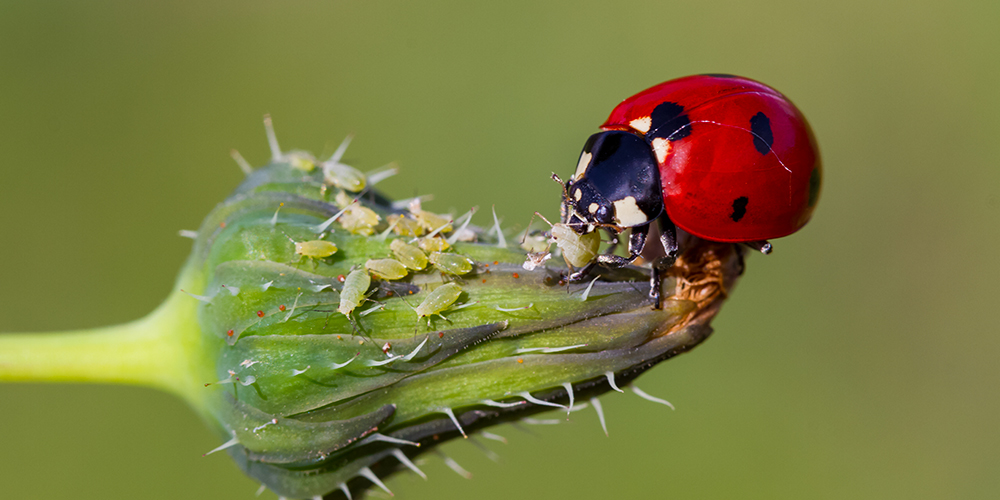 Des Coccinelles Dans La Maison