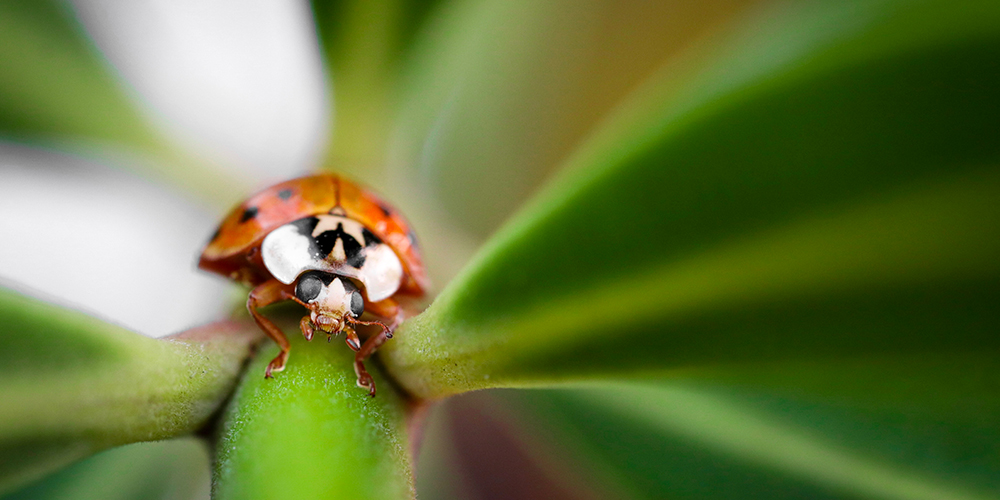 wilson-comment-se-debarrasser-de-coccinelle-dans-la-maison-03