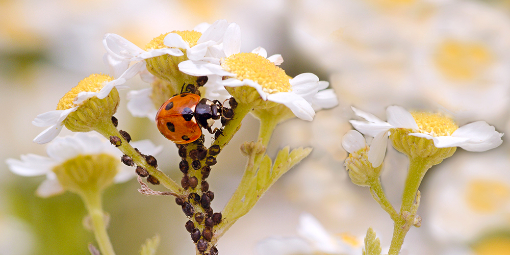 wilson-comment-se-debarrasser-de-coccinelle-dans-la-maison-04