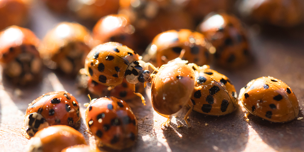 How to Get Rid of Ladybugs