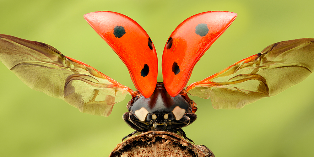 wilson-comment-se-debarrasser-de-coccinelle-dans-la-maison-06