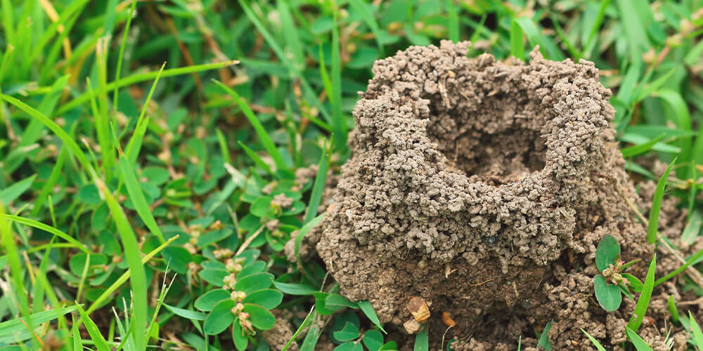 Wilson-lutter-contre-fourmis-jardins-01