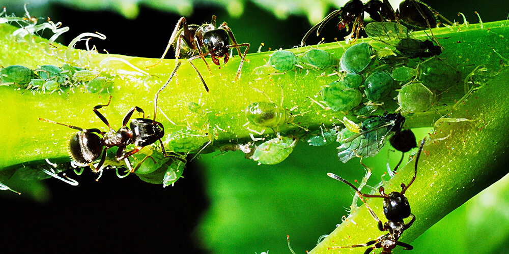Wilson-lutter-contre-fourmis-jardins-02