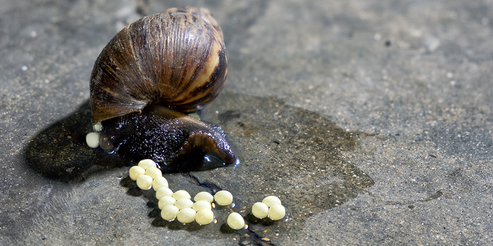 lutter-contre-limaces-escargots-jardin-02 lutter-contre-limaces-escargots-jardin-02