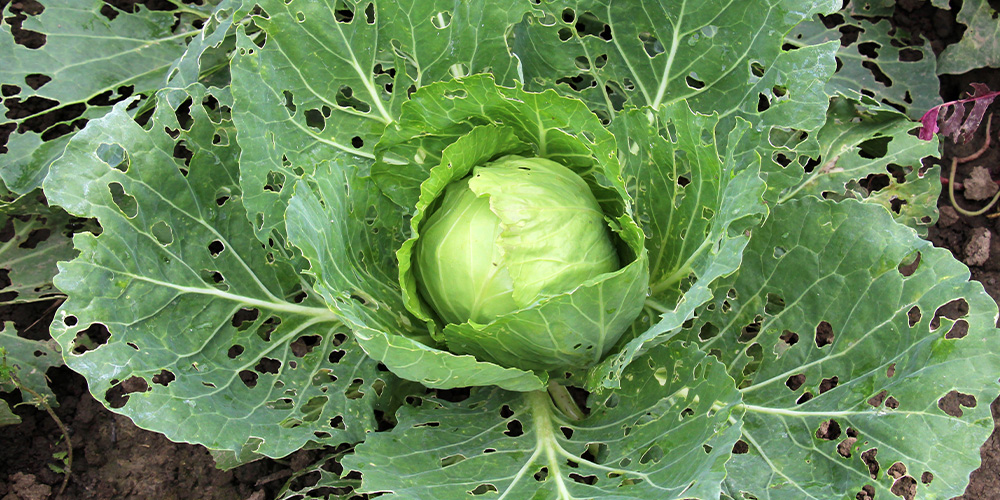lutter-contre-limaces-escargots-jardin-03 lutter-contre-limaces-escargots-jardin-03