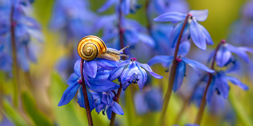 lutter-contre-limaces-escargots-jardin-04 lutter-contre-limaces-escargots-jardin-04