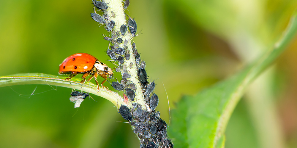 Wilson-comment-se-débarrasser-des-pucerons-au-jardin-03