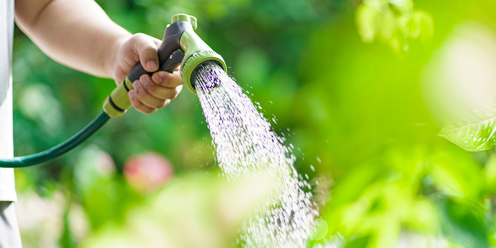 Wilson-comment-se-débarrasser-des-pucerons-au-jardin-04