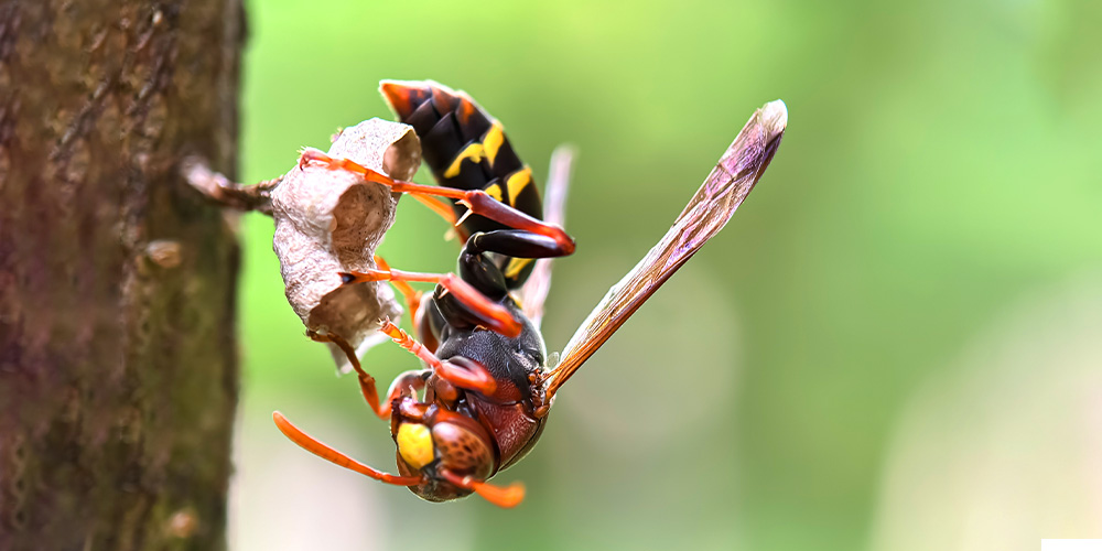 wilson-how-to-keep-wasps-away-02