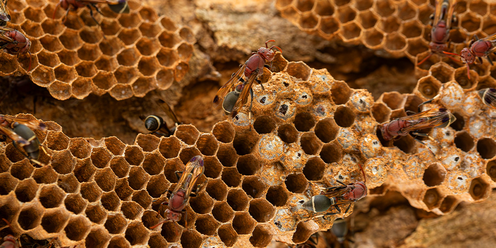 wilson-how-to-keep-wasps-away-03