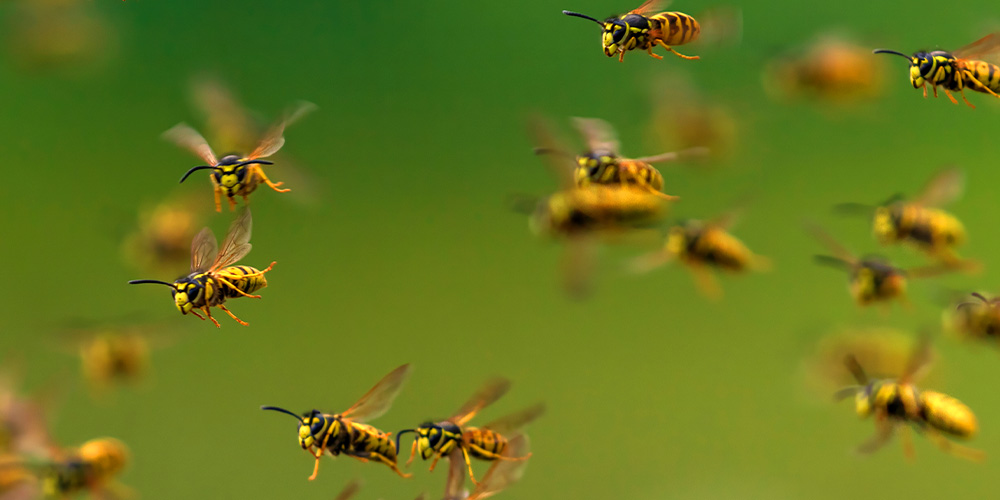 wilson-how-to-keep-wasps-away-04