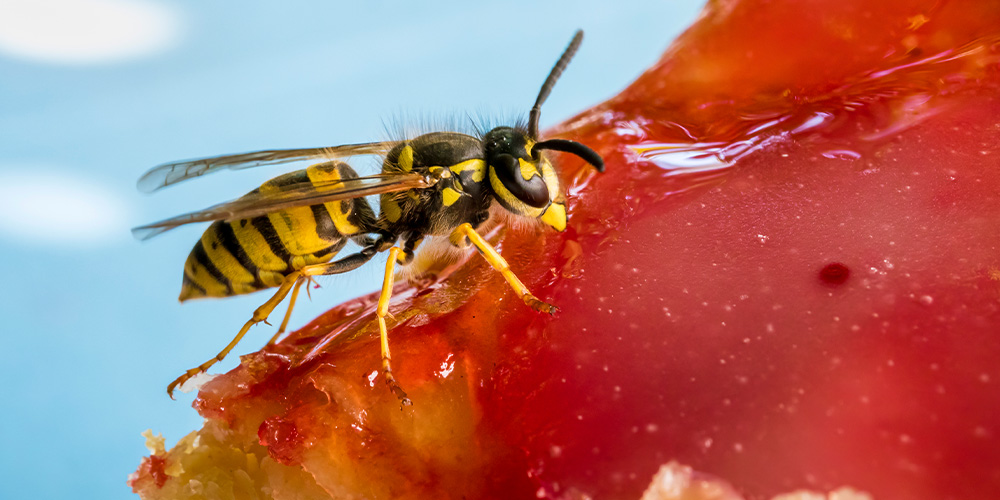 wilson-how-to-keep-wasps-away-05