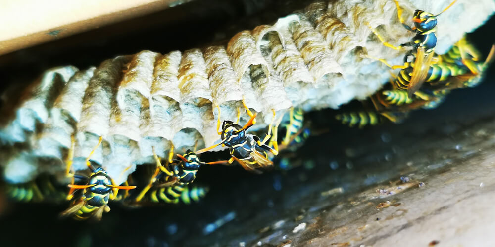 wilson-wasp-nest-02