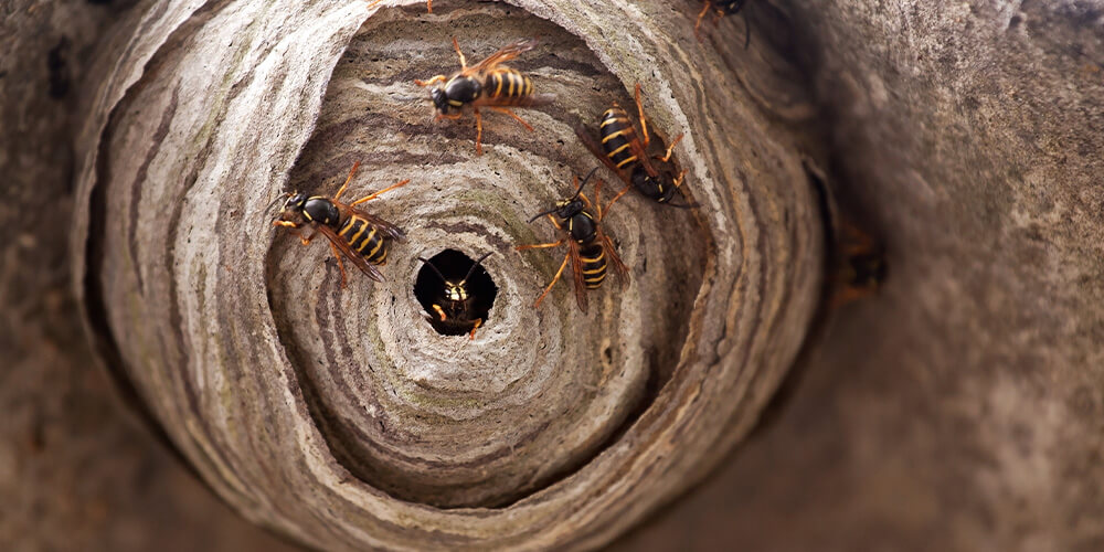 wilson-wasp-nest-03