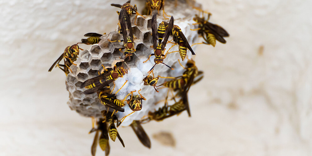 wilson-wasp-nest-04