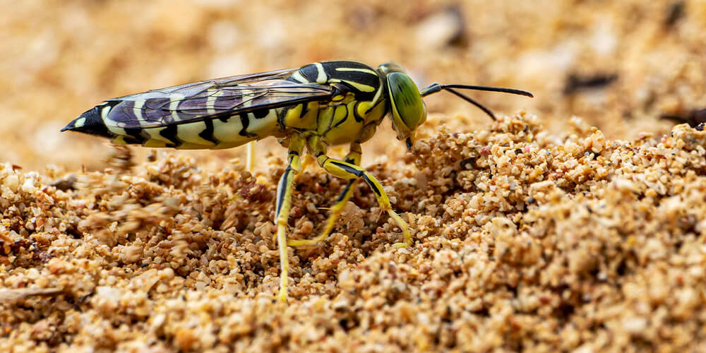 wilson-wasp-nest-05