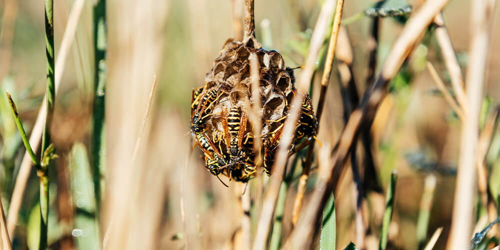 wilson-wasp-nest-06