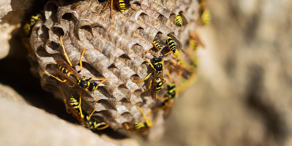 wilson-wasp-nest-07
