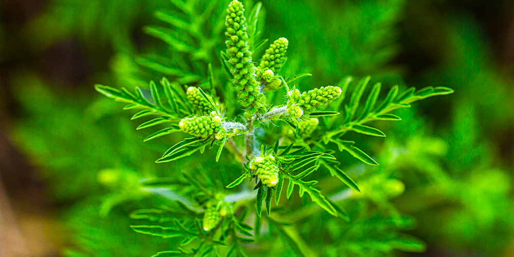 wilson-climate-change-ragweed-08 wilson-climate-change-ragweed-08