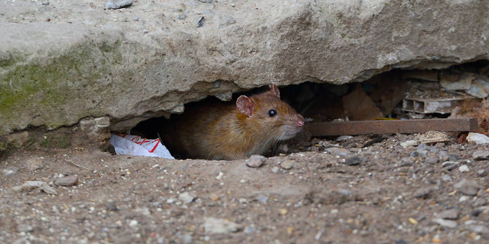 A rat hiding in a hole it dug under a sidewalk.