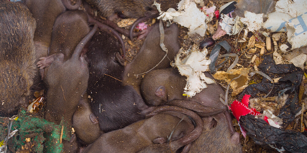 A proliferation of sleeping rats in a compost bin in a private garden.