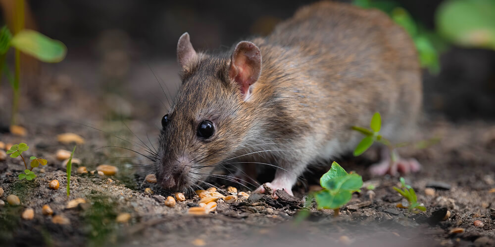 A rat feeding on bird food that has fallen from a bird feeder.