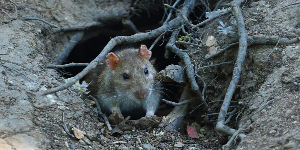 A rat emerging from its burrow dug between the roots of a tree or shrub.