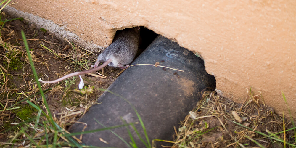 A rat entering a house by making its way along the pipes leading to the outside.