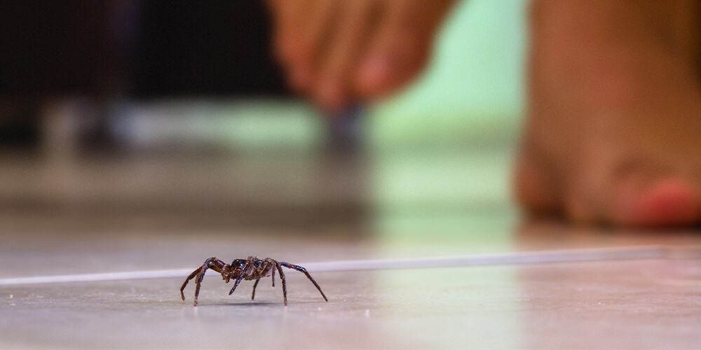 wilson-arachnophobia-fear-of-spiders-05