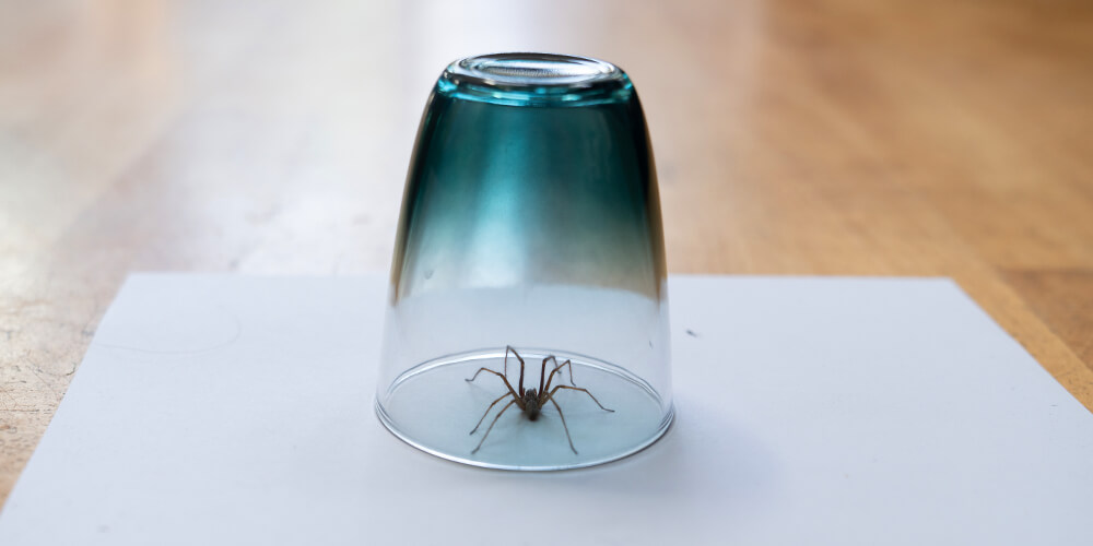 wilson-arachnophobia-fear-of-spiders-07