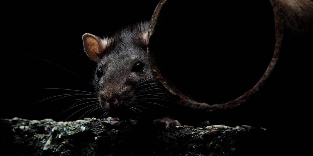 Do rats attack humans while sleeping? | Wilson Control