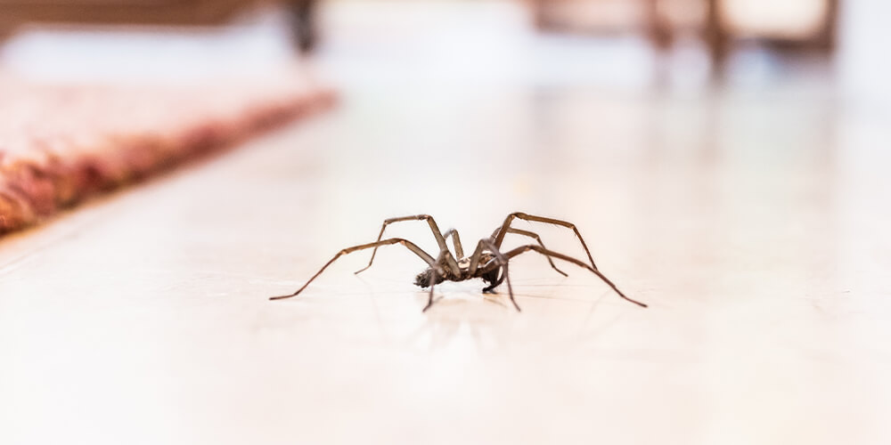 wilson-how-to-get-rid-of-spiders-03