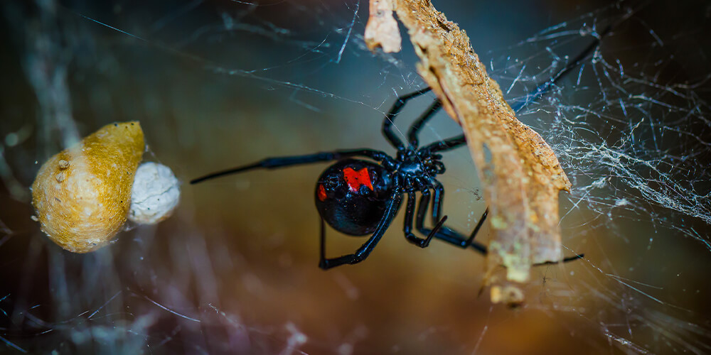 wilson-how-to-get-rid-of-spiders-04