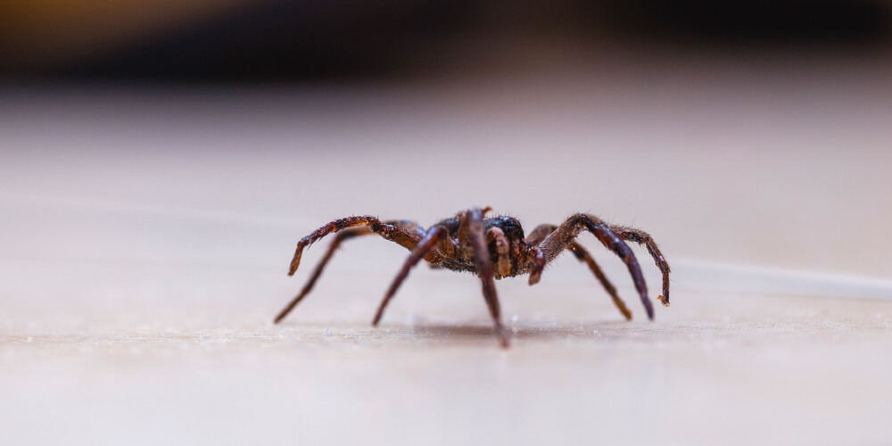 wilson-how-to-get-rid-of-spiders-06