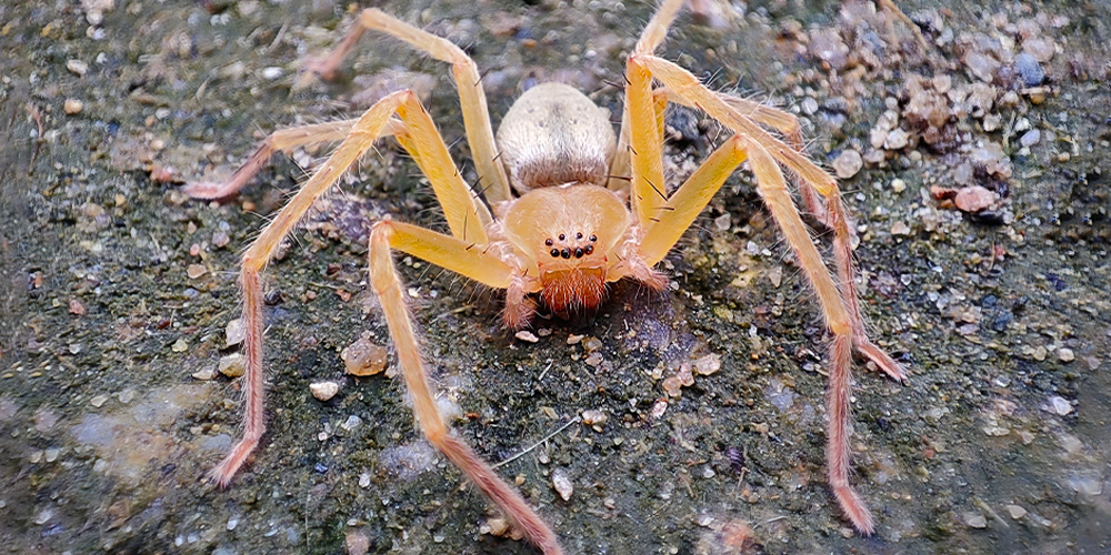 wilson-most-common-spider-canada-11
