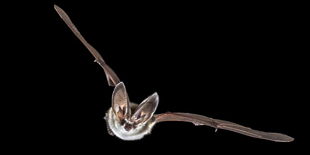 wilson-whats-really-scary-about-bats-03