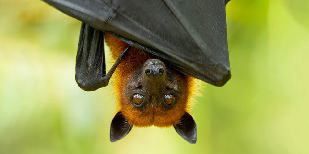 wilson-whats-really-scary-about-bats-04