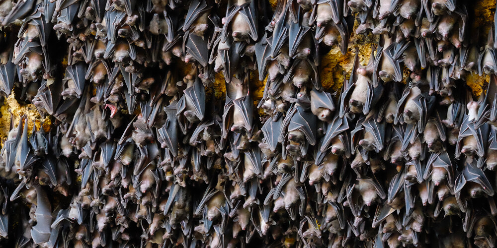 wilson-whats-really-scary-about-bats-05