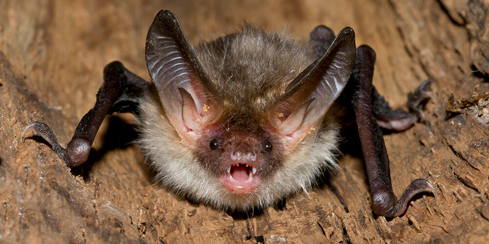 wilson-whats-really-scary-about-bats-06