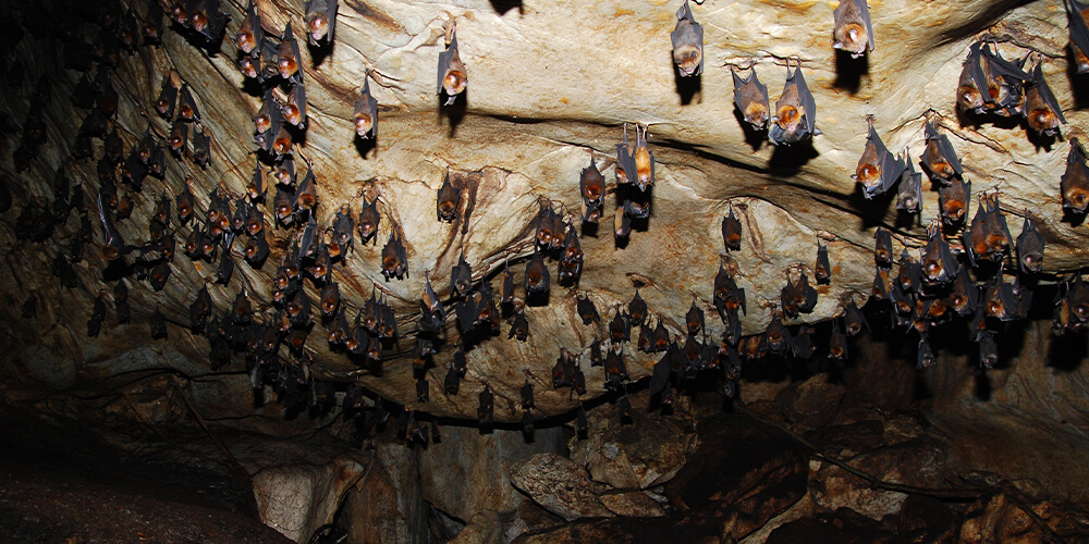 wilson-whats-really-scary-about-bats-07
